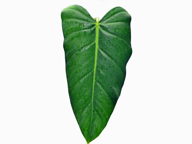 lehmannii philodendron Philodendron lehmannii 1