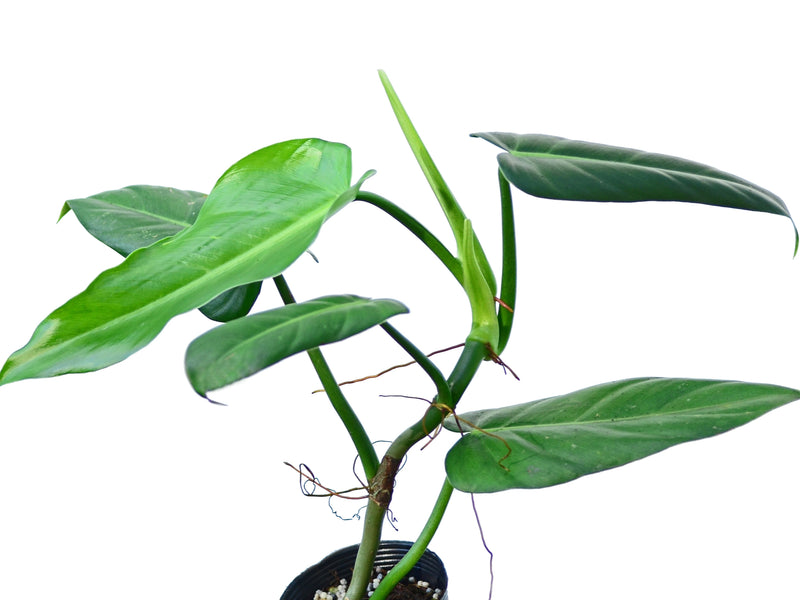 Philodendron lehmannii 1