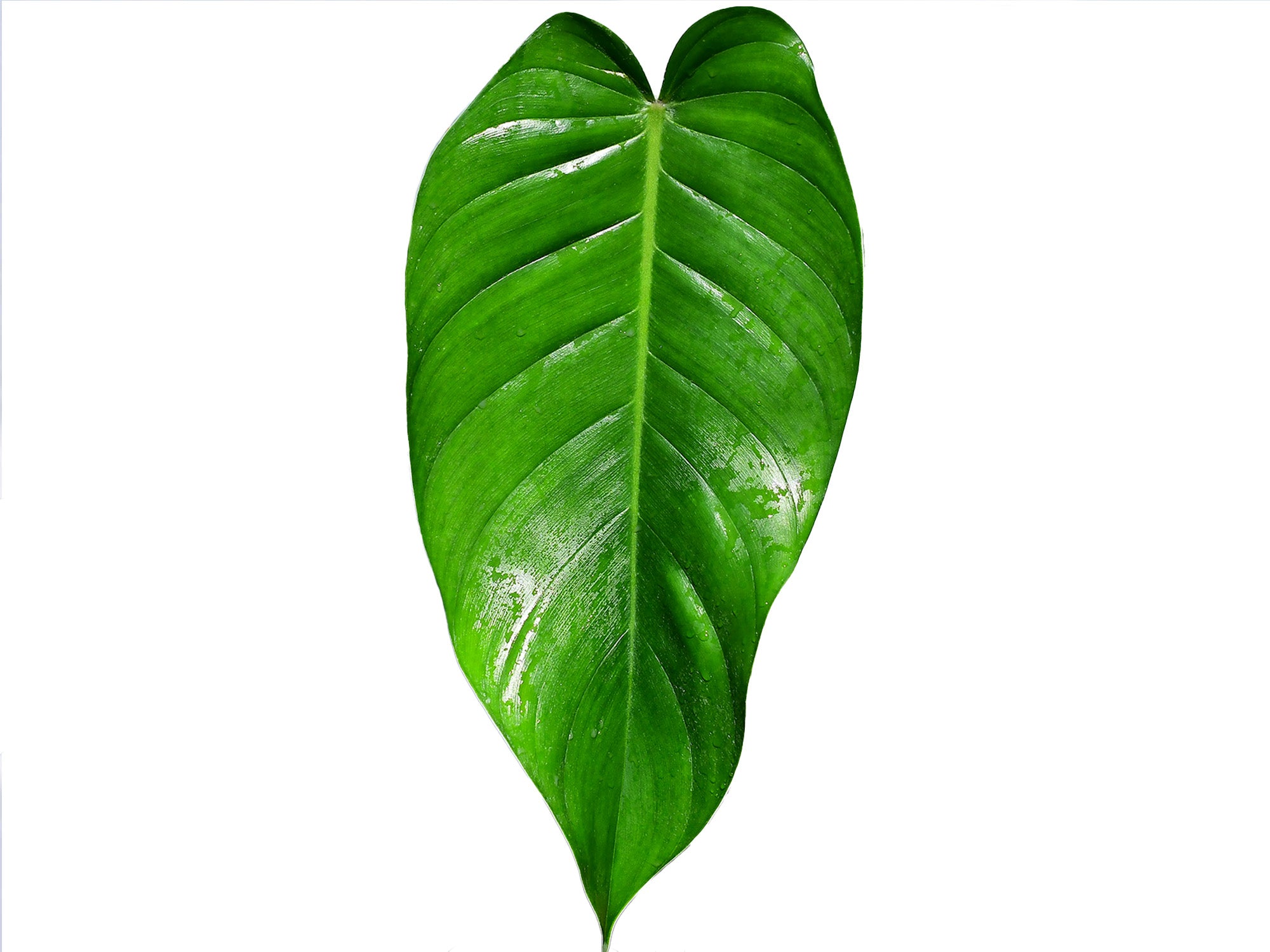 lehmannii philodendron Philodendron lehmannii cf