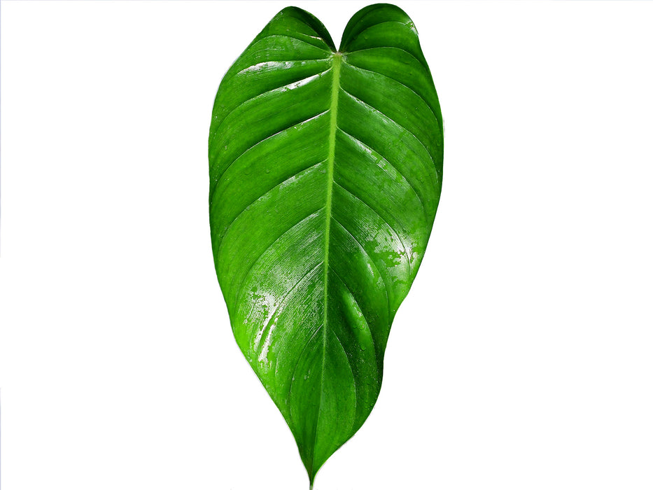 Philodendron lehmannii cf