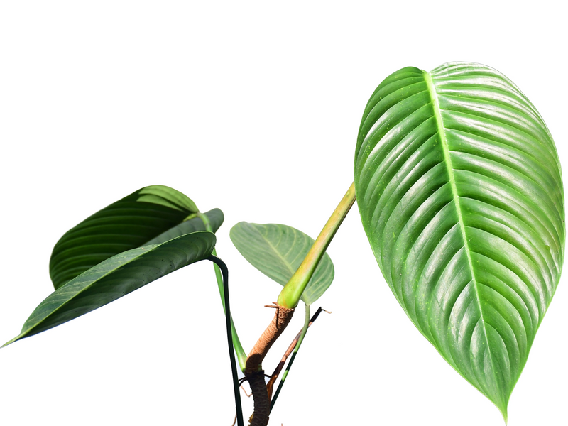 philodendron papua new guinea Philodendron lentii — Ecuagenera Orquídeas del Ecuador