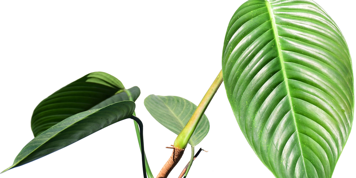 Philodendron lentii　フィロデンドロン　レンティ　特大株 Philodendron_lentii.