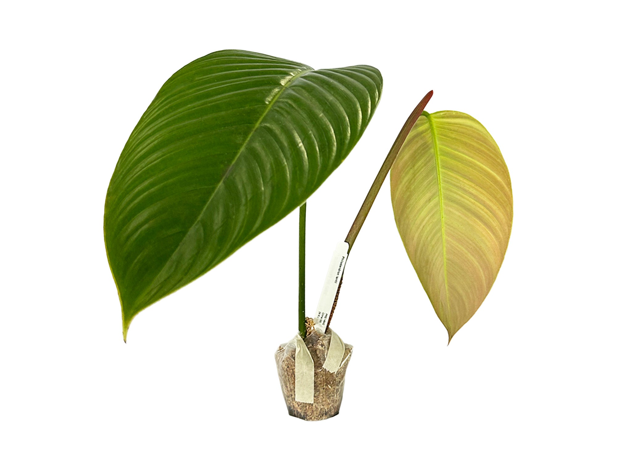 Philodendron lentii — Ecuagenera Orquídeas del Ecuador