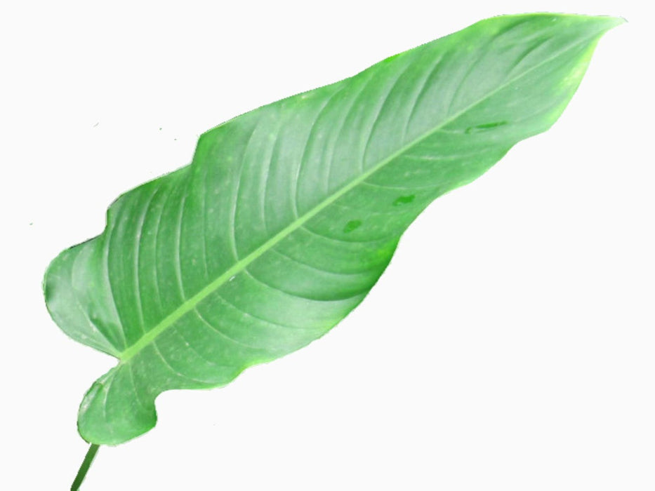 Philodendron linnaei 3