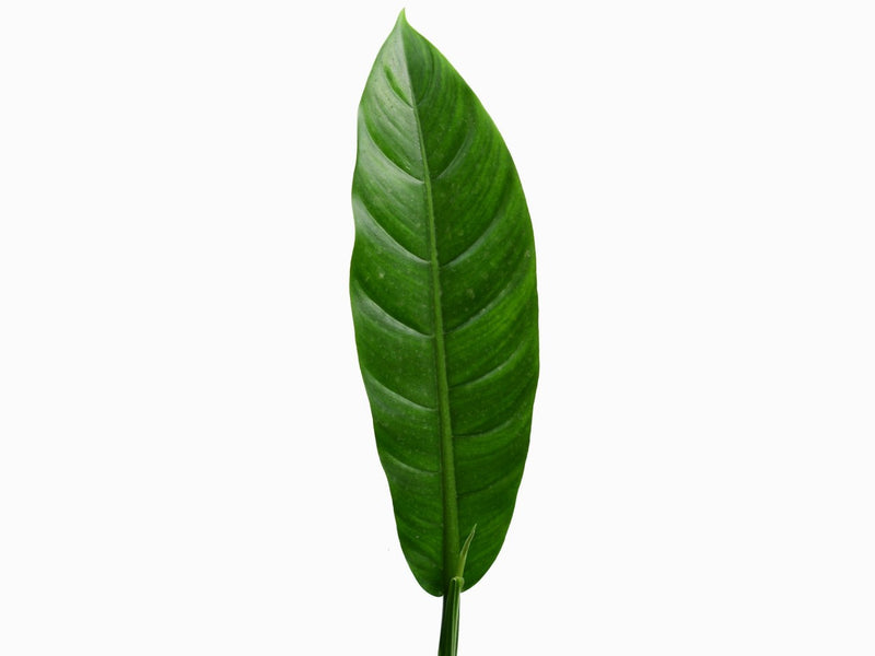 linnaei philodendron Philodendron linnaei slim — Ecuagenera Orquídeas del Ecuador