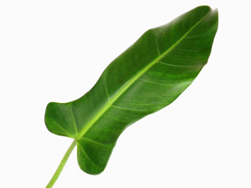 philodendron longilaminatum Philodendron longilaminatum — Ecuagenera Orquídeas del Ecuador
