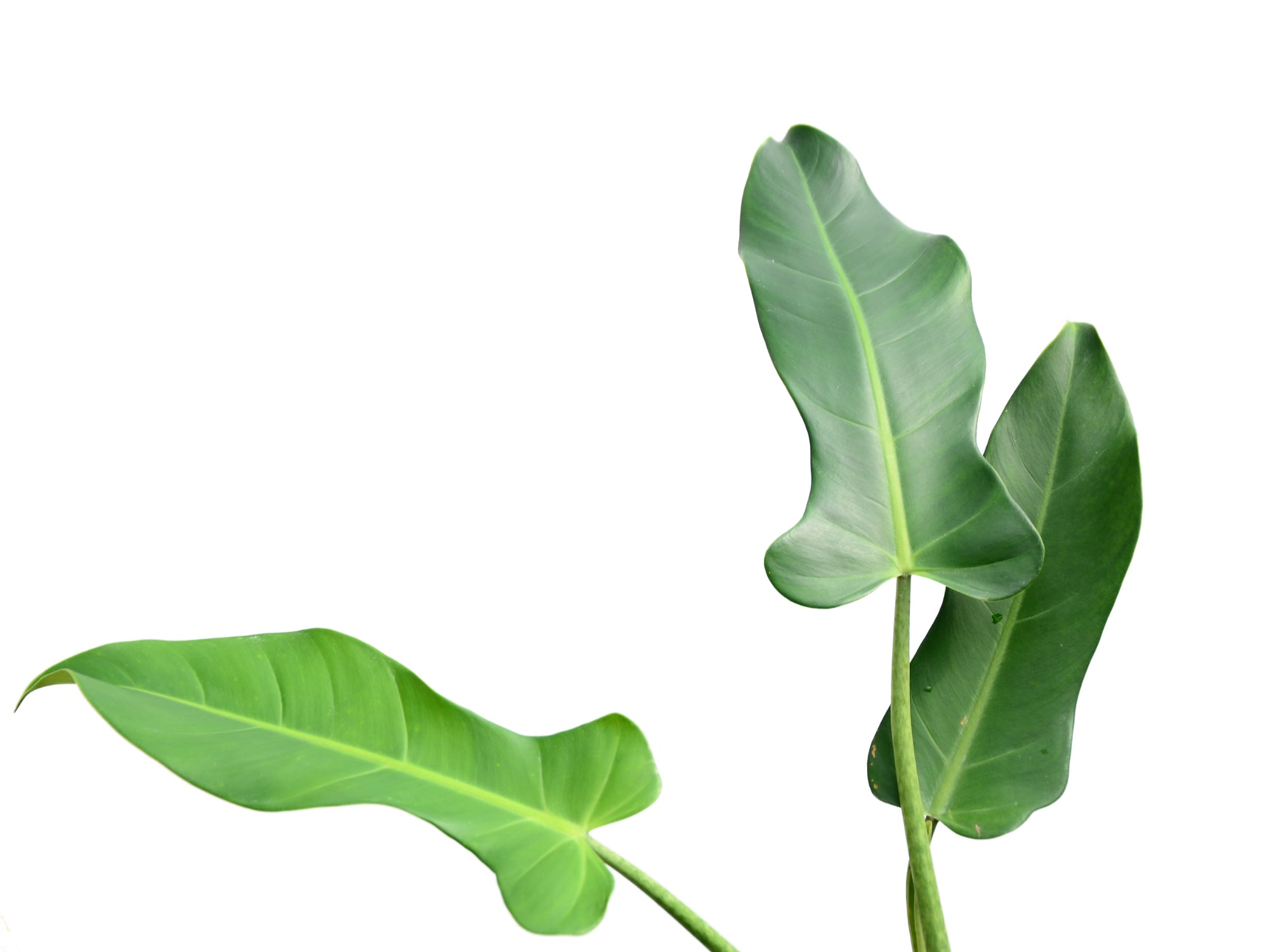 Philodendron longilaminatum — Ecuagenera Orquídeas del Ecuador