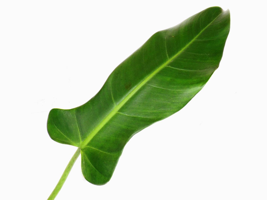 Philodendron longilaminatum