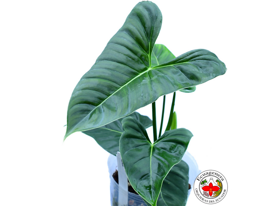 Philodendron lupinum