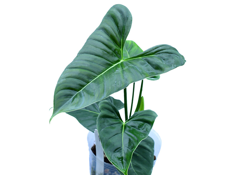 Philodendron lupinum