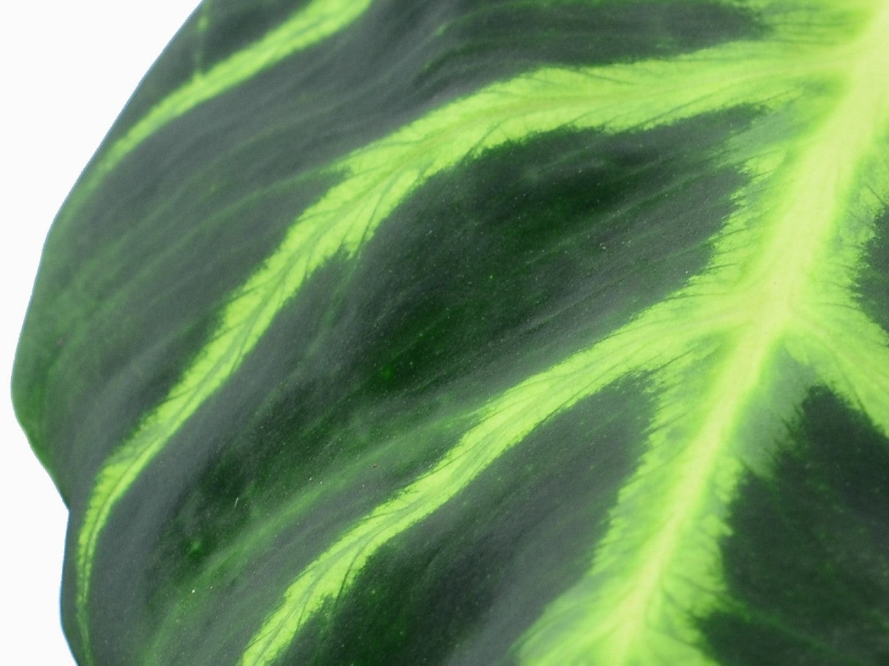 philodendron luxurian Philodendron luxurians — Ecuagenera Orquídeas del Ecuador