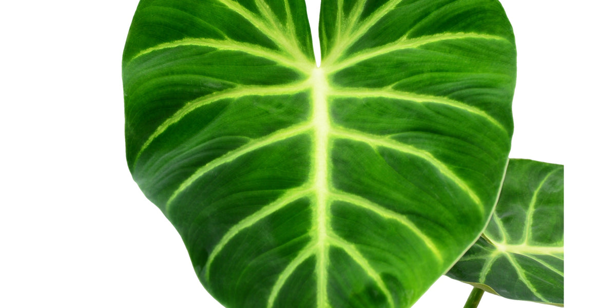 Philodendron luxurians  Ecuagenera Orqudeas del Ecuador