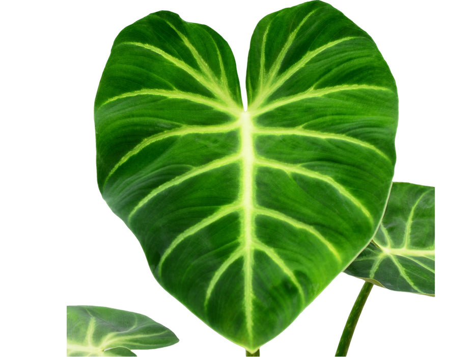 Philodendron luxurians