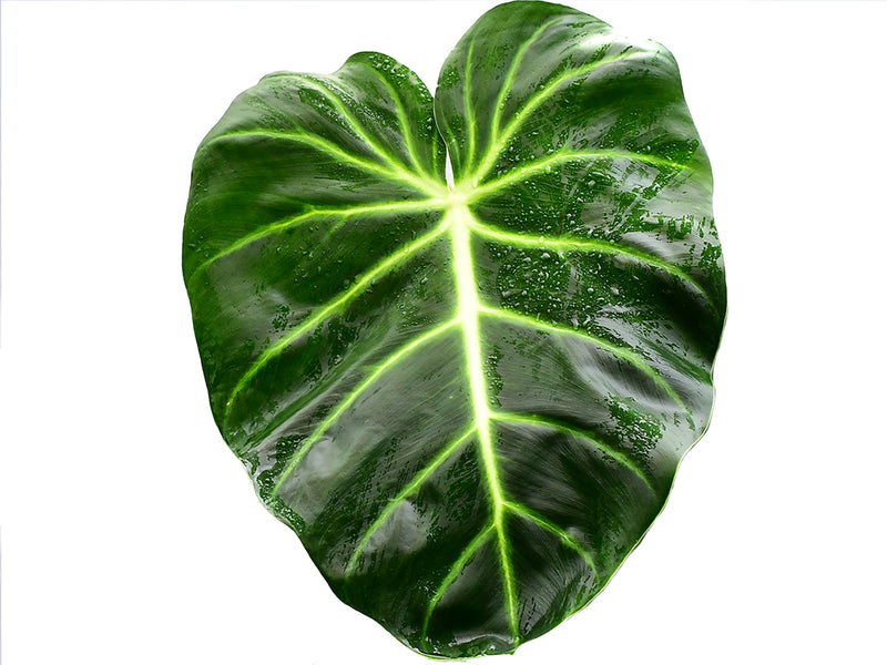 philodendron luxurian Philodendron luxurians 'Big'