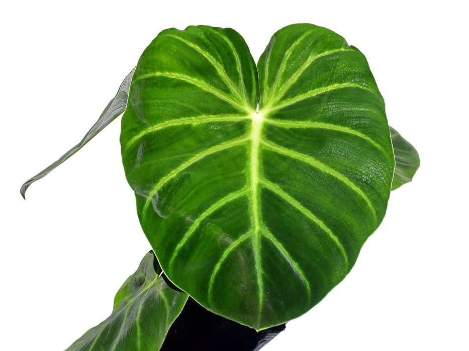 Philodendron luxurians (medium)