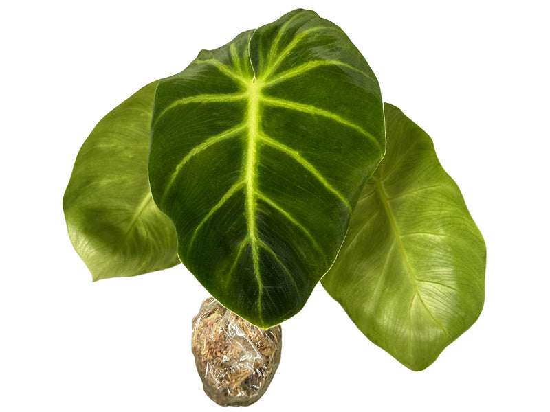 Philodendron luxurians