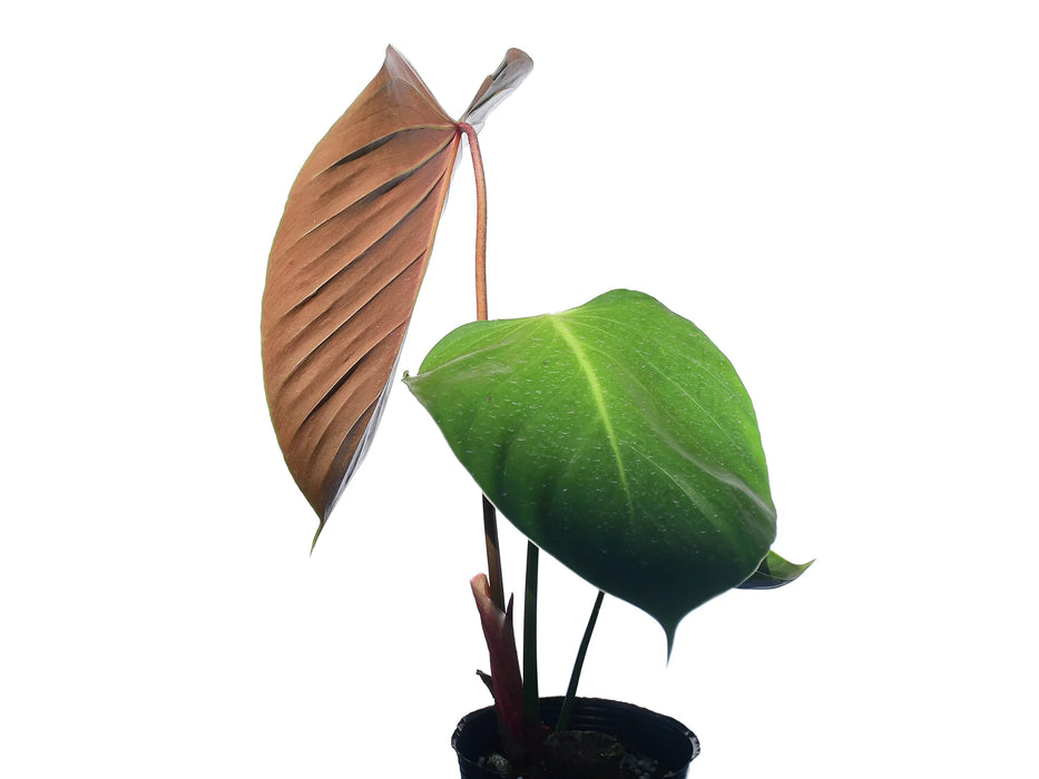 Philodendron lynamii (medium)