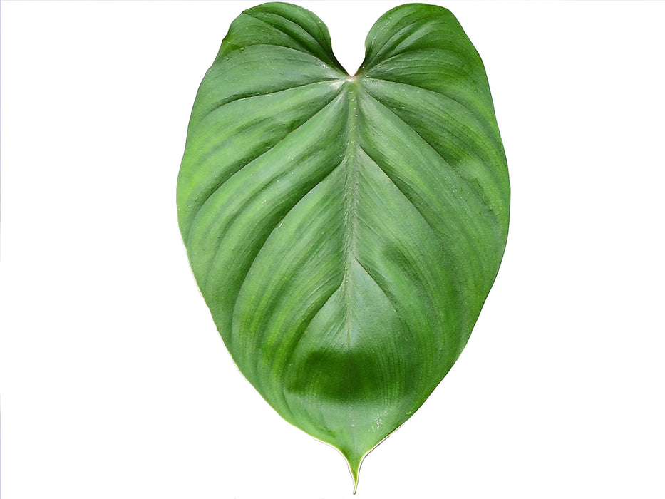 Philodendron lynamii x Philodendron plowmanii