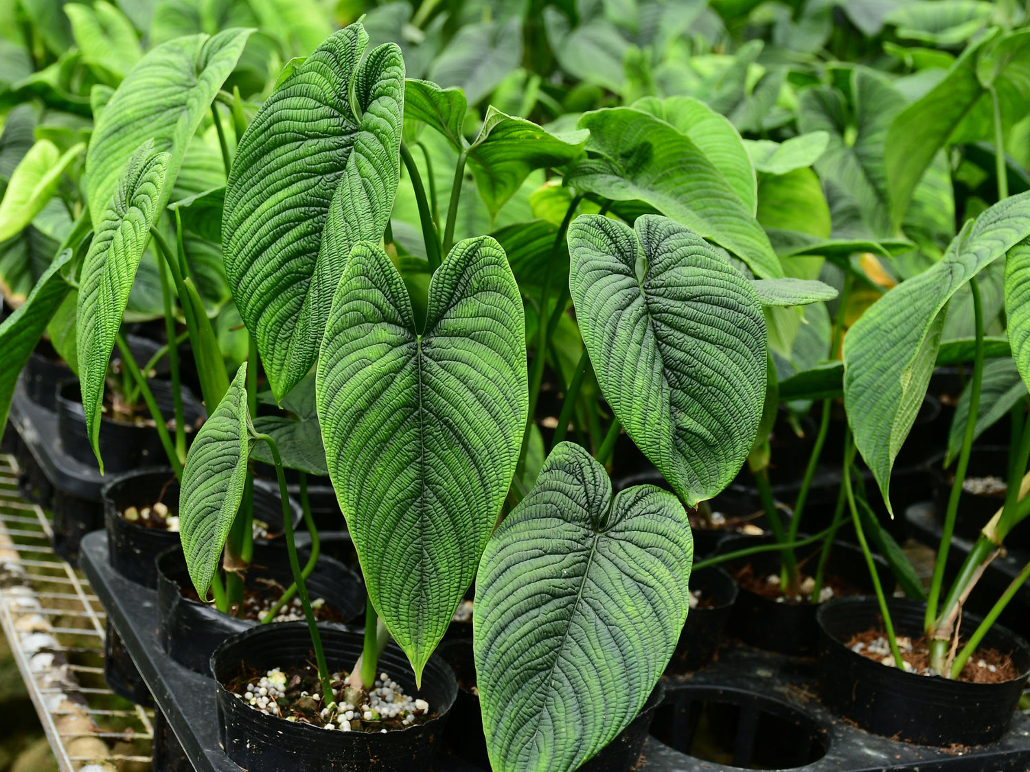 Philodendron lynnhannoniae　フィロデンドロン Philodendron lynnhannoniae cf – Rare Velvet Climbing Philodendron
