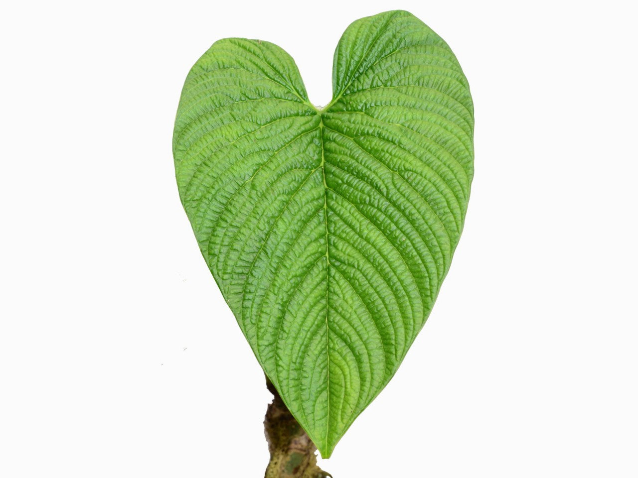 philodendron lynnhannoniae care Philodendron lynnhannoniae