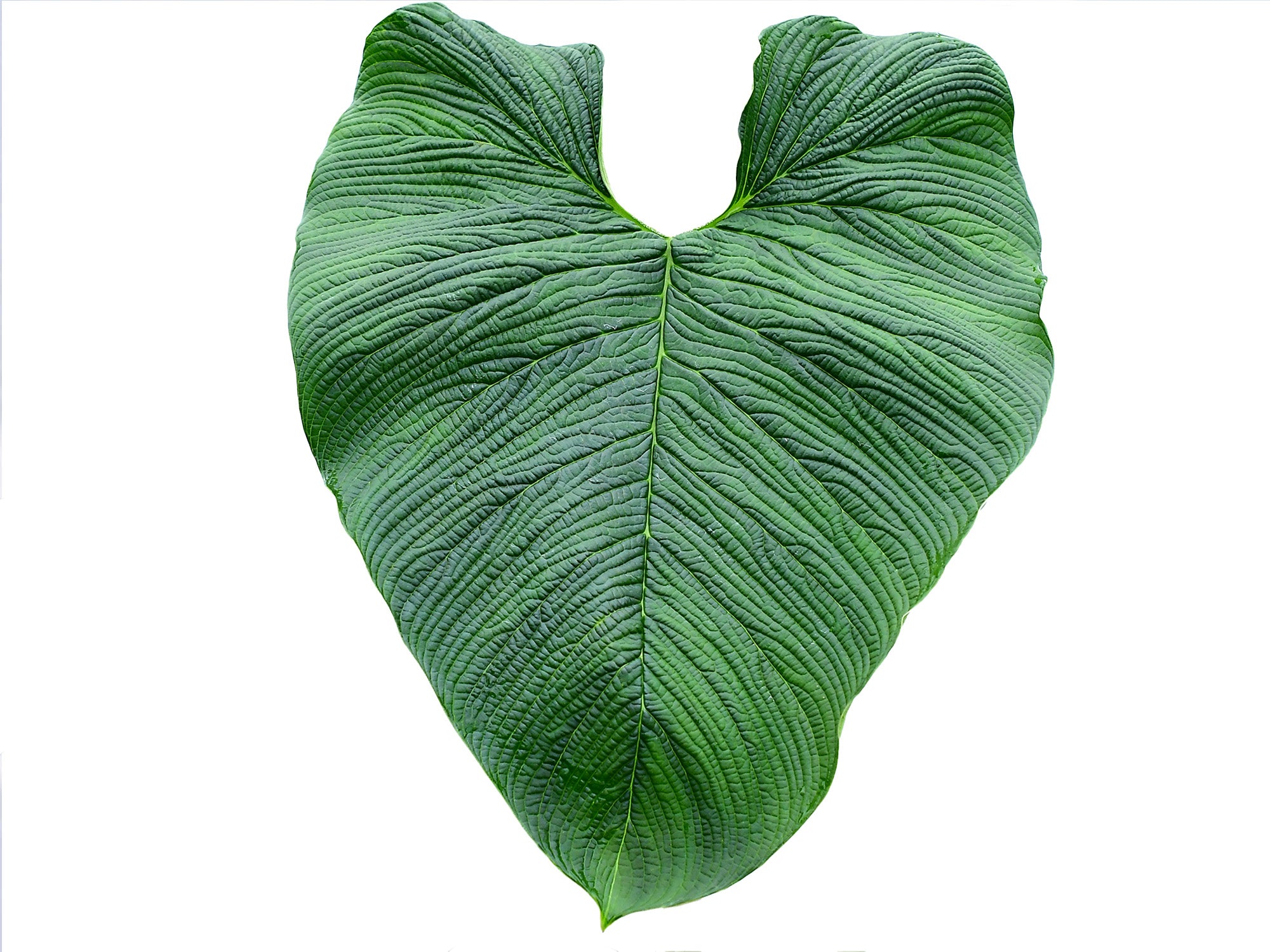 philodendron lynnhannoniae Philodendron lynnhannoniae 'Ecuagenera'