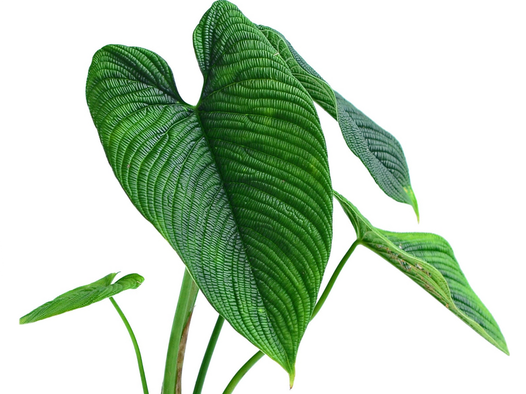 Philodendron lynnhannoniae　フィロデンドロン Philodendron_lynnhannoniae_cf.