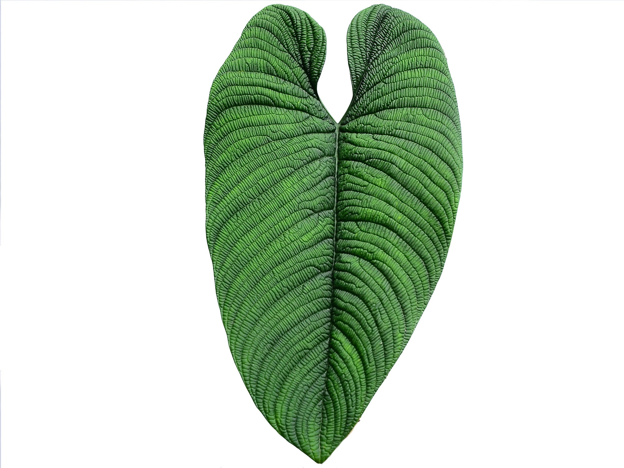 Philodendron lynnhannoniae　フィロデンドロン Philodendron lynnhannoniae — Ecuagenera USA Corp