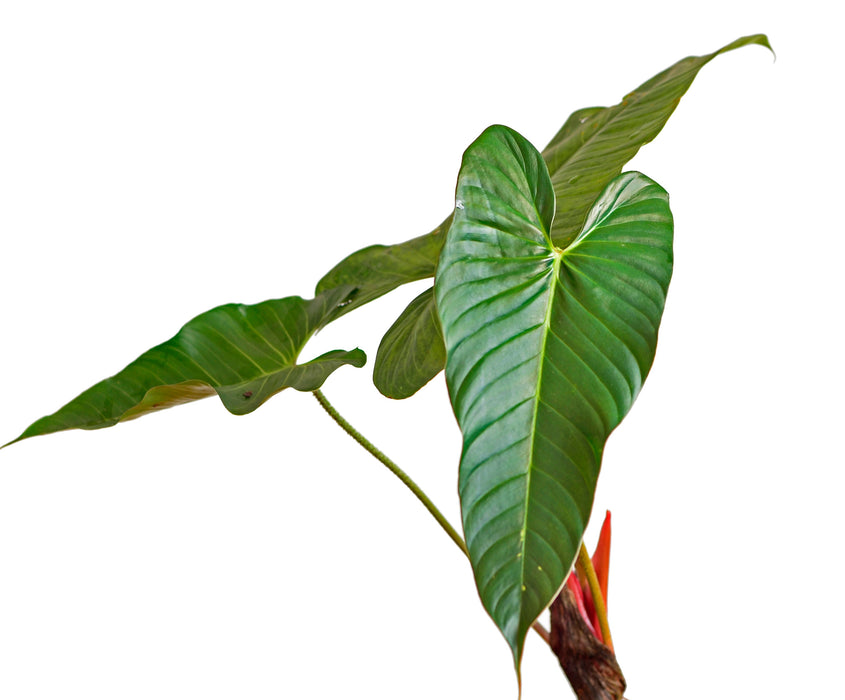 Philodendron magnum