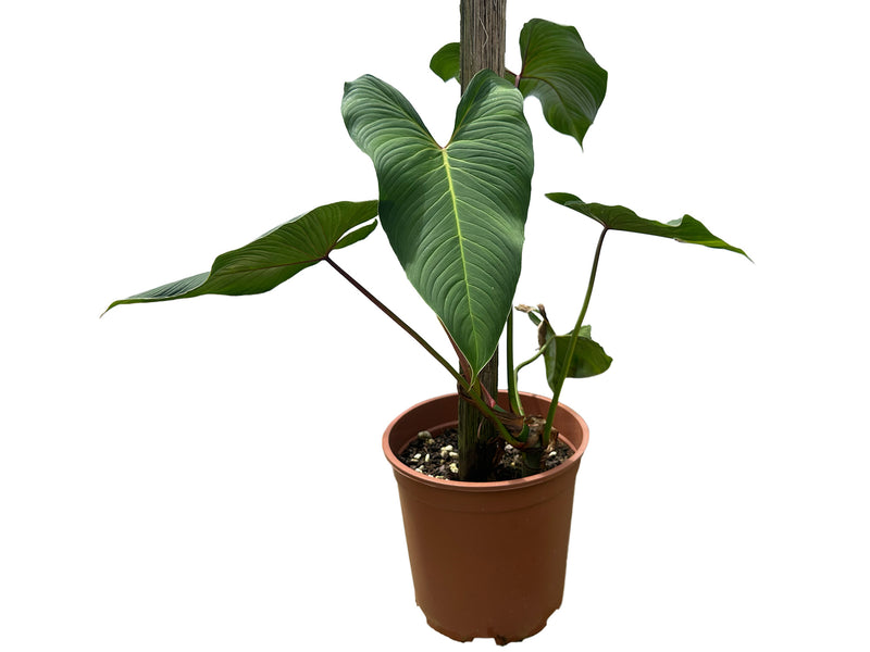 Philodendron magnum dark petiole