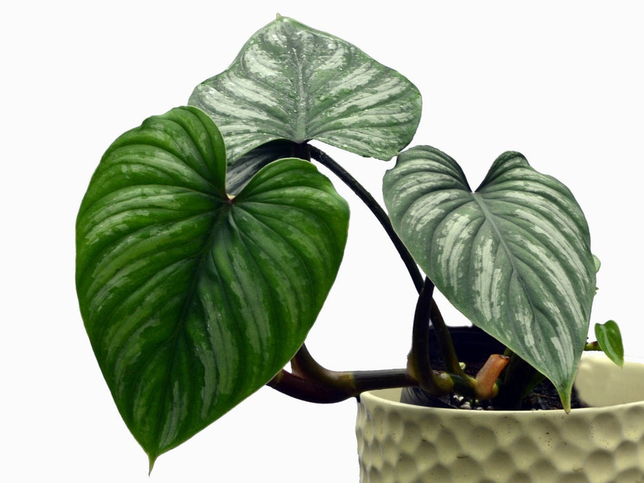 Philodendron mamei