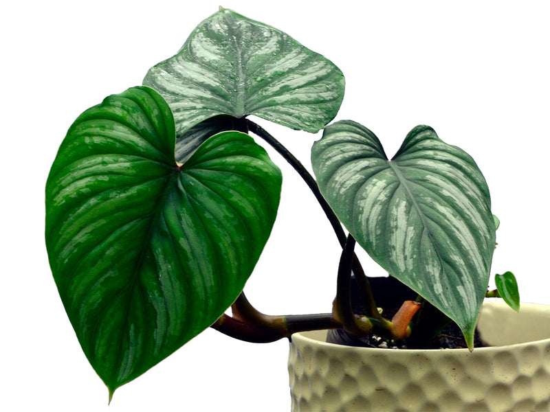Philodendron mamei