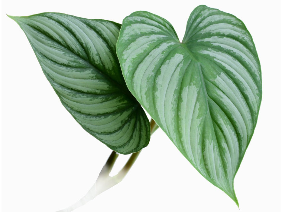 Philodendron mamei Silver