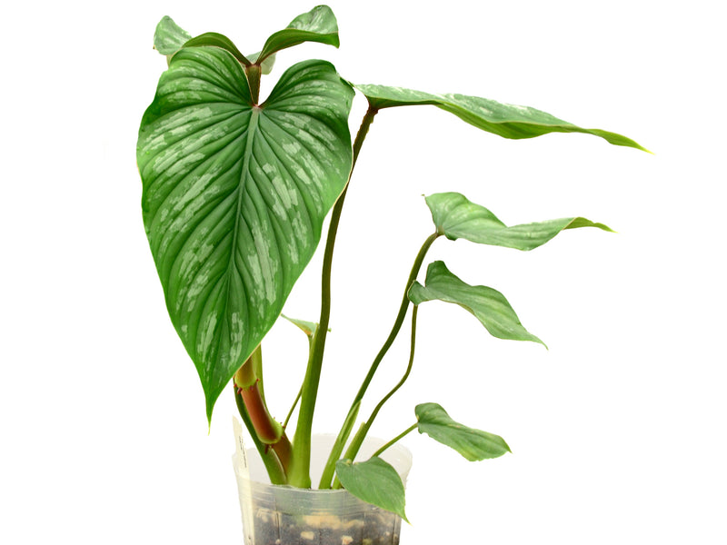 Philodendron mamei (seedling)
