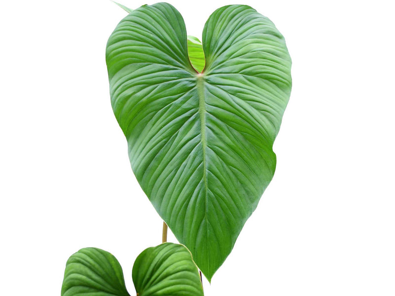 philodendron mamei Philodendron mamei green