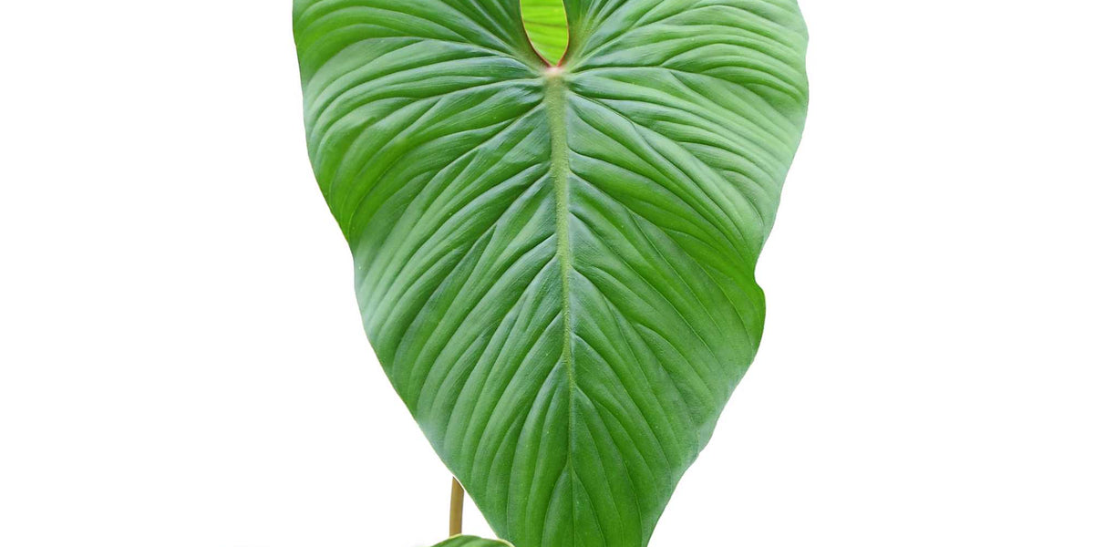 Philodendron mamei green — Ecuagenera Orquídeas del Ecuador