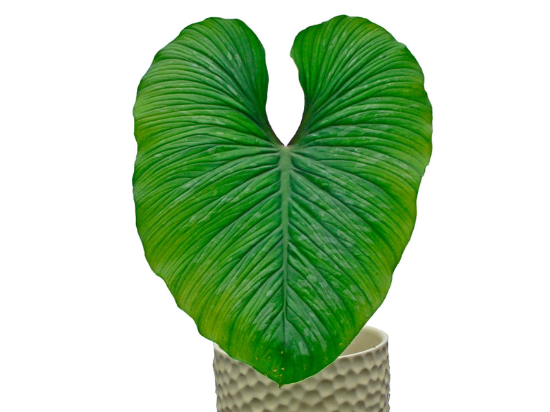 philodendron mamei aff Philodendron mamei