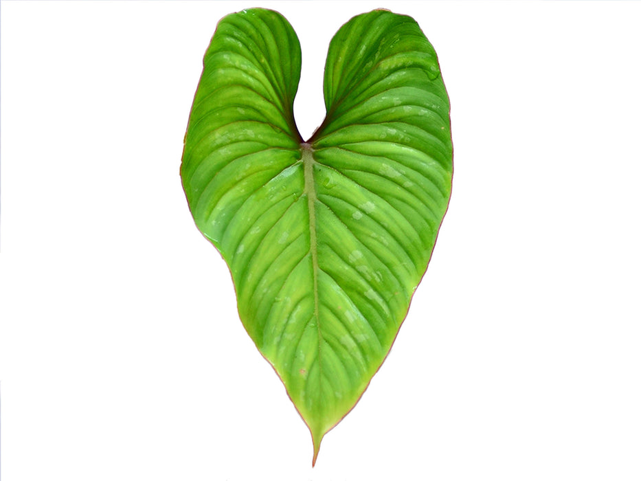 Philodendron mamei red