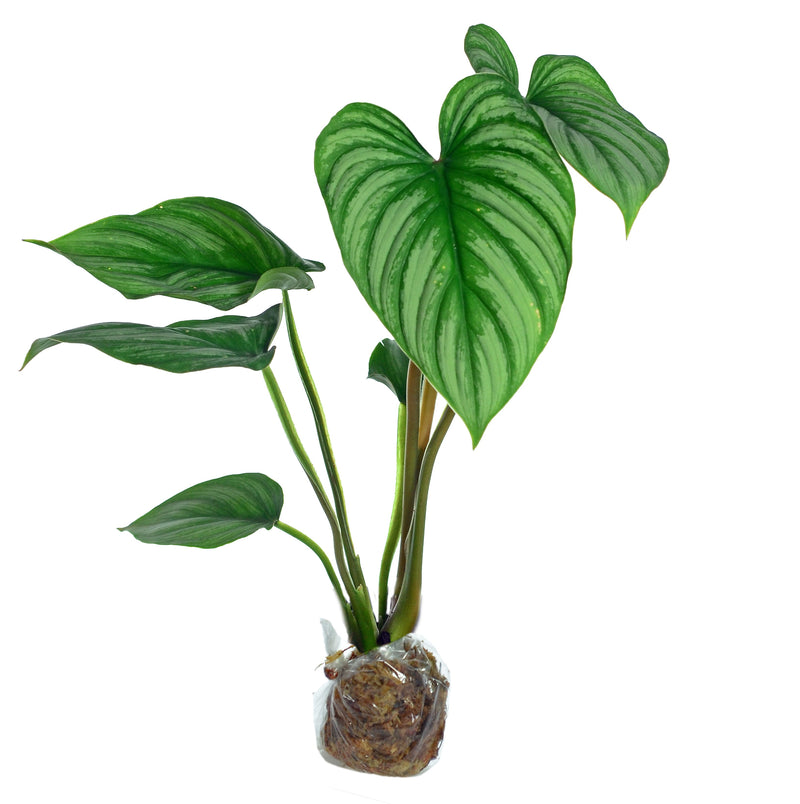 Philodendron mamei Silver