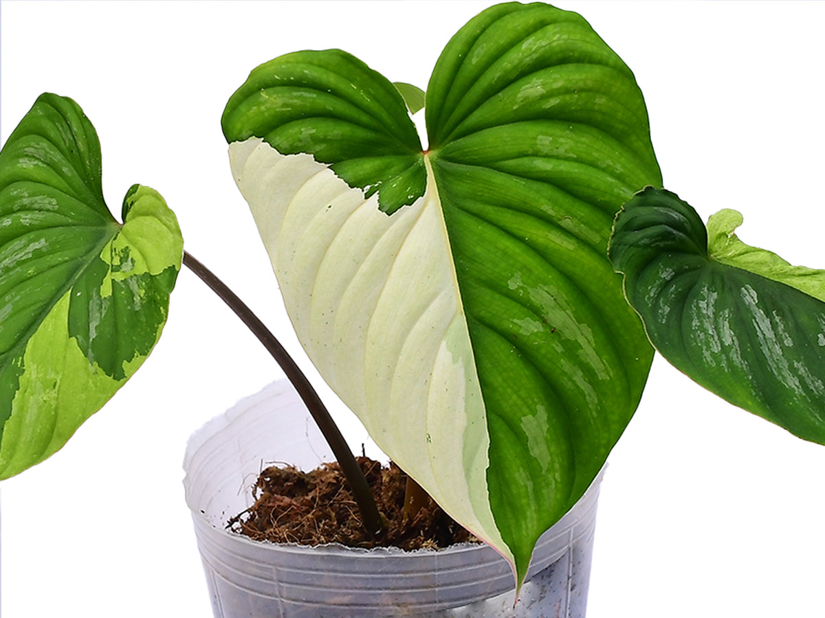 Philodendron Mamei Variegado Rare Variegated Silver Philodendron Philodendron Mamei Variegado Rare Variegated Silver Philodendron