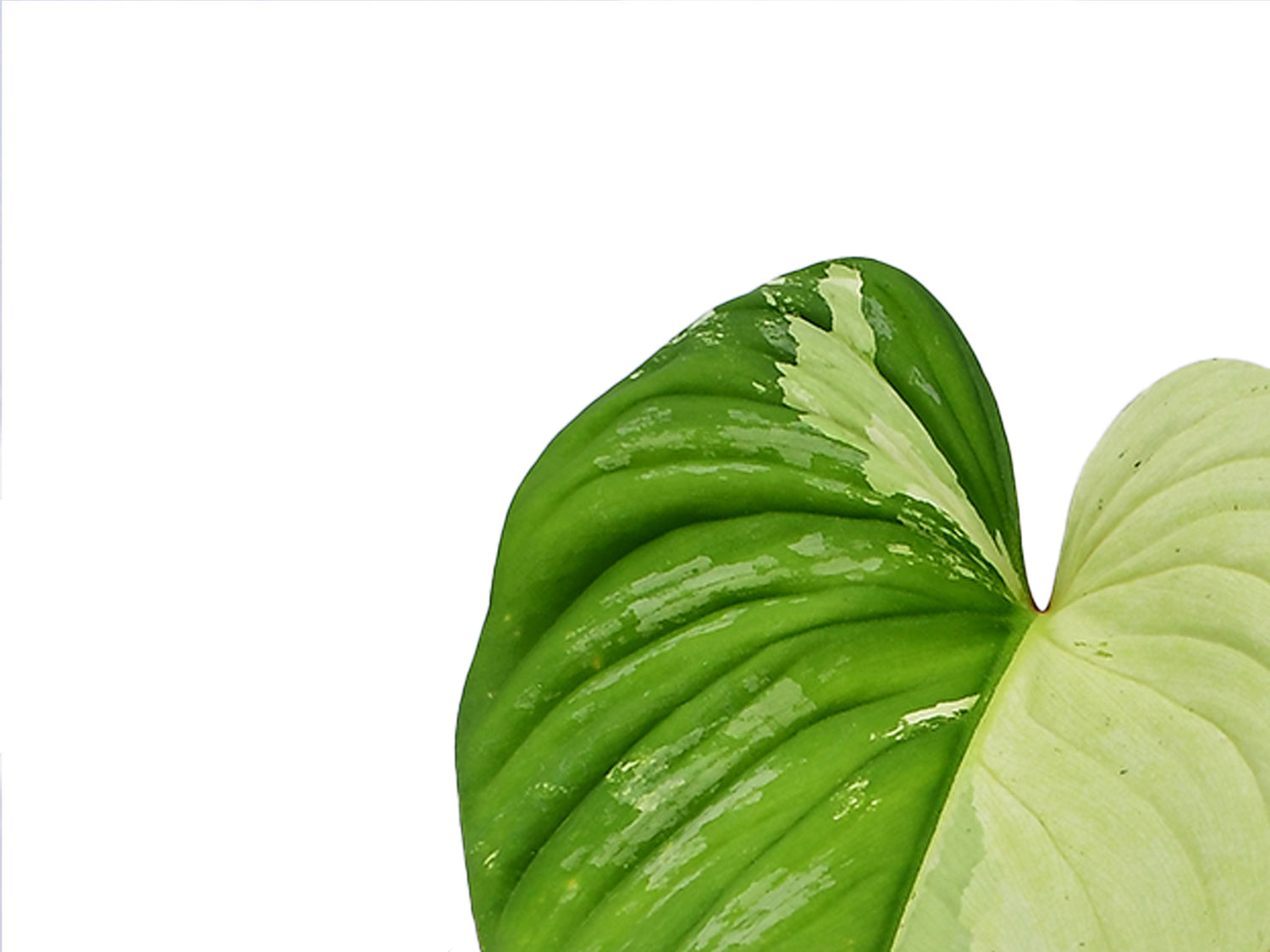 mamei silver cloud philodendron Philodendron mamei Variegado – Rare Variegated Silver Philodendron