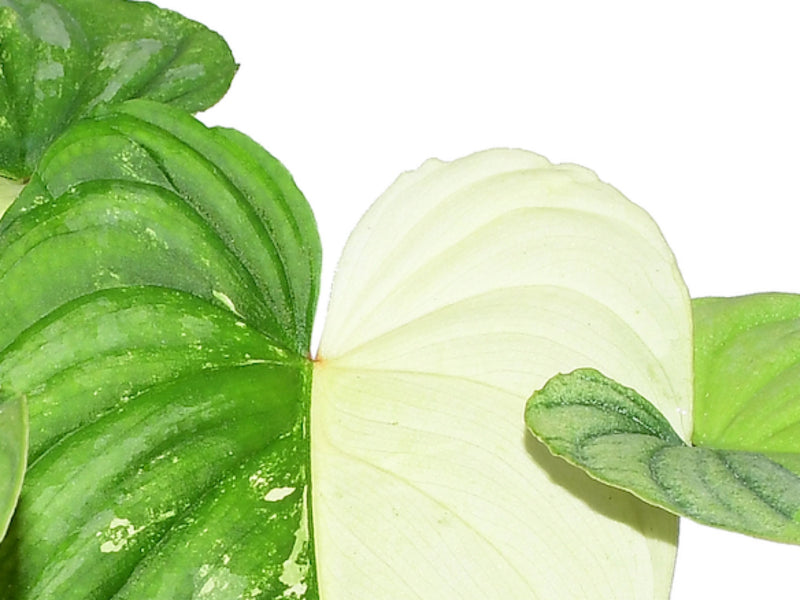 philodendron mamei variegated Philodendron mamei variegado