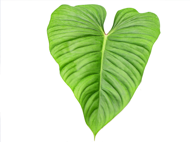 Philodendron Artemis Tapestry