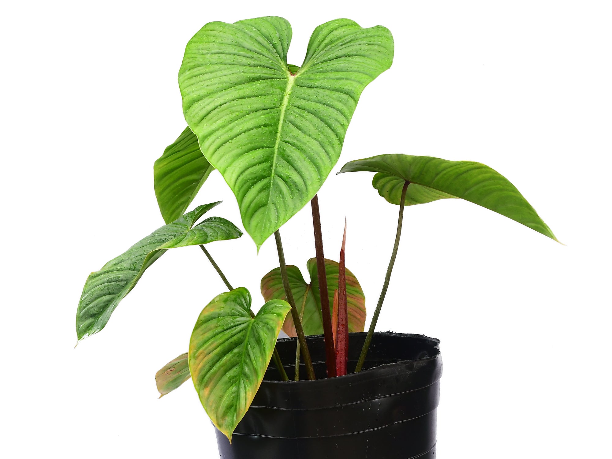 philodendron acutifolium ecuagenera Philodendron Artemis Tapestry — Ecuagenera Orquídeas del Ecuador