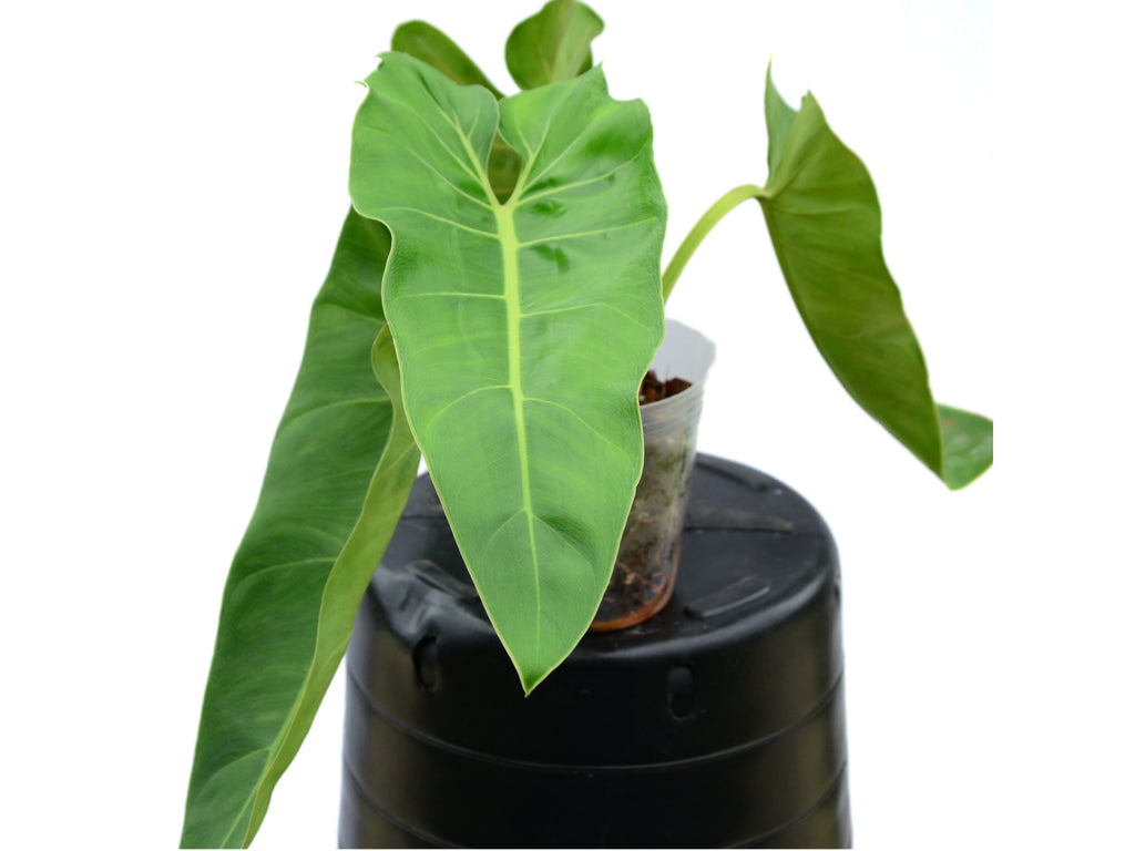 Philodendron maximum — Ecuagenera Orquídeas del Ecuador