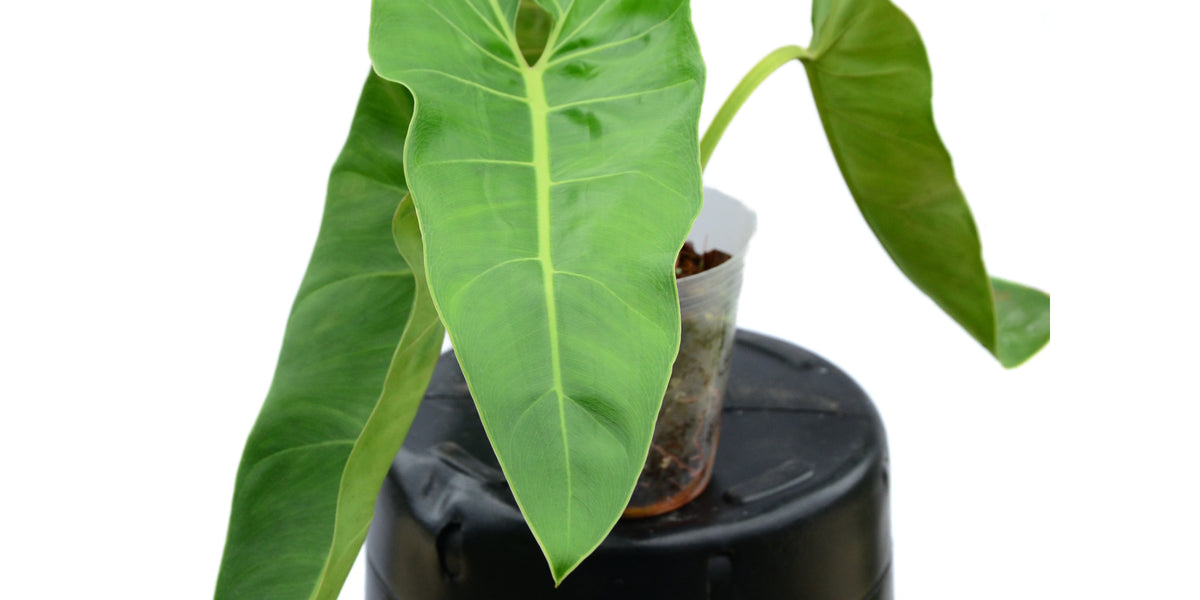 Philodendron maximum — Ecuagenera Orquídeas del Ecuador