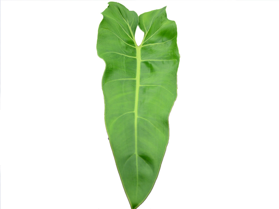 Philodendron maximum