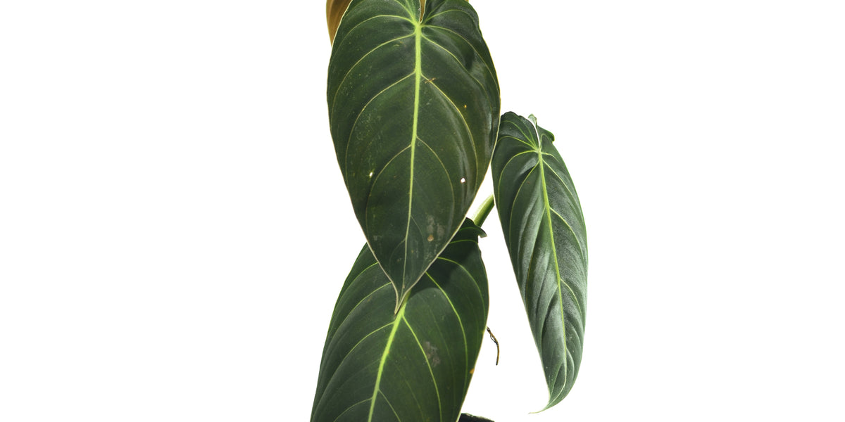 Philodendron melanochrysum — Ecuagenera Orquídeas del Ecuador