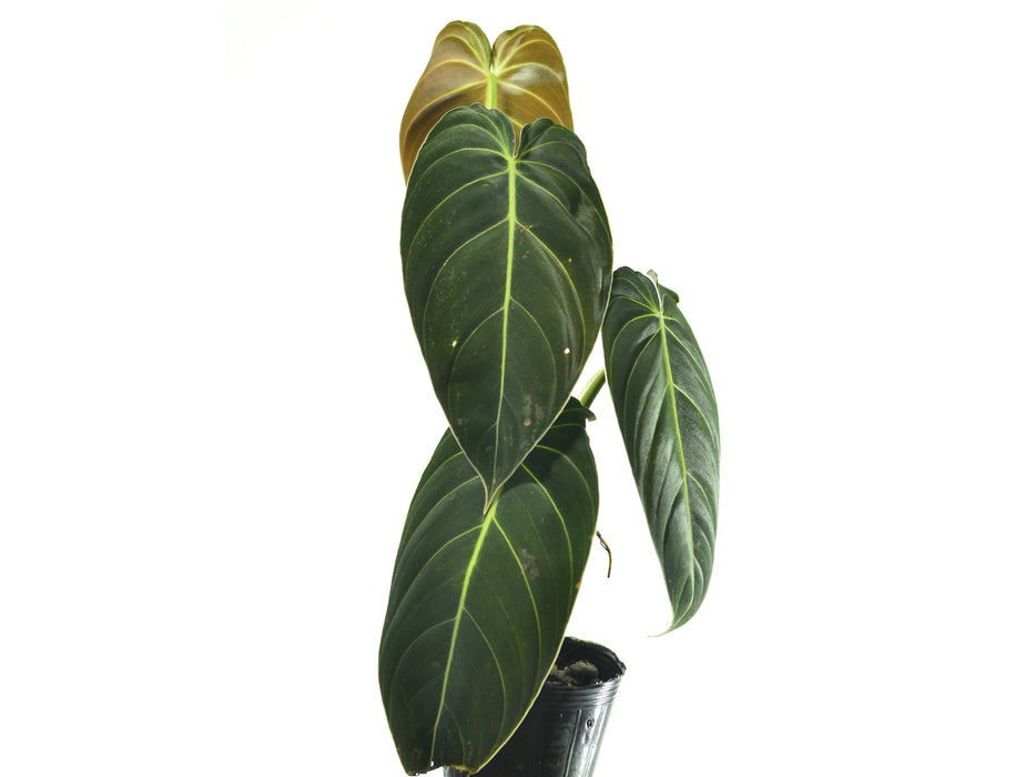 Philodendron melanochrysum