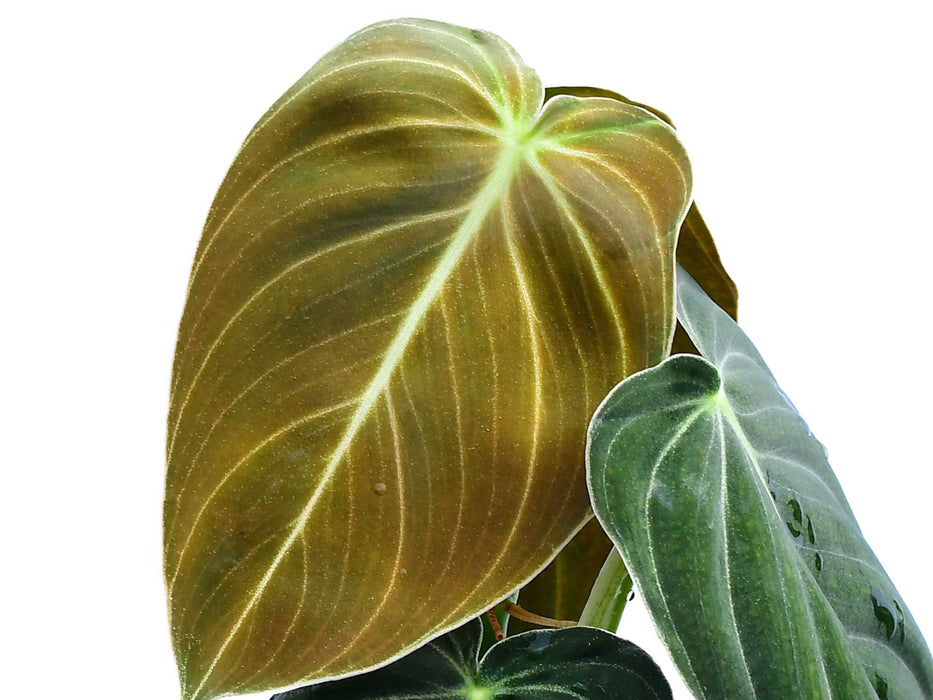 Philodendron melanochrysum (seedling)