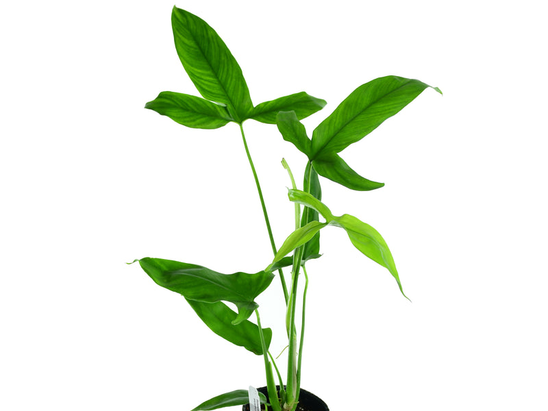 philodendron micranthum Philodendron micranthum